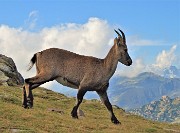 LAGHI GEMELLI, DELLA PAURA E DI VAL VEGIA, ad anello con Cima delle galline e di Mezzeno il 26 agosto 2020 - FOTOGALLERY